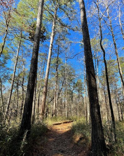 A walk amongst the #pines For a free estimate, call or text 504-330-0215  #arborist #treework #treelife #treecare #treeclimbing #treeclimber #arboristlife #tree #trees #arboriculture #arboristsofinstagram #treeservice #logger #treeremoval #treefelling #forestry #arborists #nola #neworleans #louisiana #gulfcoast#treepruning#treetrimming#treedoctor#treesurgeon 10w